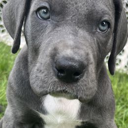 Great Dane Puppies from BkB’s House of Danes