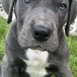 Great Dane Puppies from BkB’s House of Danes