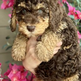 Bernedoodle Puppies from Eden Valley Bernedoodles