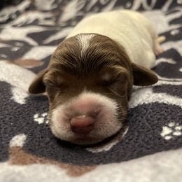 Boy 9 - Wirehaired Pointing Griffon puppy in Ohio from Feather View Farm
