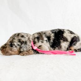Dolly - Blue merle female Aussiedoodle puppy in Sharpsburg, Georgia from Steindoodles