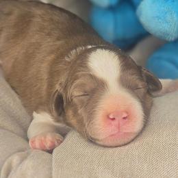 Stewart - Sable male Aussiedoodle puppy in Lincoln, California from Pasta Puppies Doodles