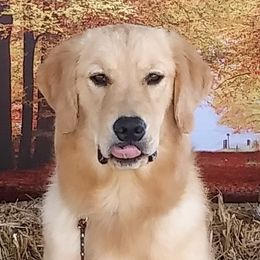 Golden Retrievers and Havanese from Moe's Goldens and HavAntics