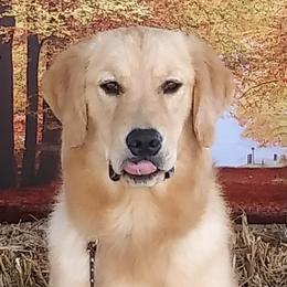 Golden Retrievers and Havanese from Moe's Goldens and HavAntics