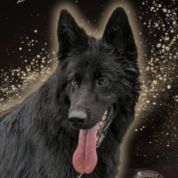 Shadow - German Shepherd
