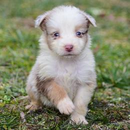 Red Merle boy - Red merle male Australian Shepherd puppy in Clarkrange, Tennessee from Vom Wolff