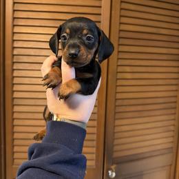 Sulu - Black and tan male Dachshund puppy in Athens, Texas from County Road Puppies