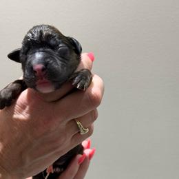 Female 4 (5) - Fawn female Boxer puppy in Jamesville, New York from Reynolds Homestead Boxers