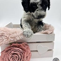Bernedoodle and Sheepadoodle Puppies from Four Front Doodles LLC.