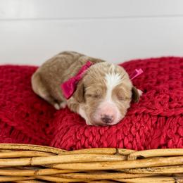 Cherry - Hot Pink Collar - Apricot female Goldendoodle puppy in The Woodlands, Texas from Golden Fields Doodles