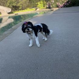 Butteres - Cavapoo