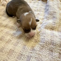 Rosie - White and red female Pembroke Welsh Corgi puppy in Hinton, Oklahoma from Corgi Farms