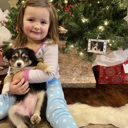 Miniature Australian Shepherd and Toy Australian Shepherd Puppies from HighEnd Aussies