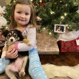 Miniature Australian Shepherd and Toy Australian Shepherd Puppies from HighEnd Aussies