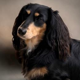 QUINN - Dachshund