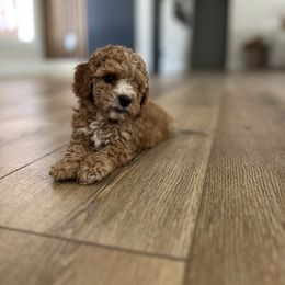 Cockapoo Puppies from The Doodle Barn