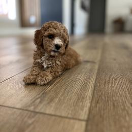 Cockapoo Puppies from The Doodle Barn