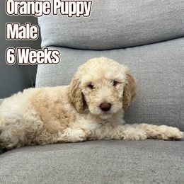 Orange Puppy - Cream Labradoodle puppy in Kingman, Arizona from The Dood Ranch
