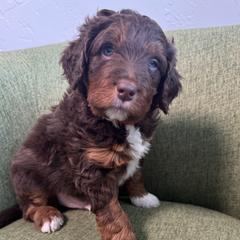 Bode Miller - male Australian Mountain Doodle puppy in Greenville, Ohio from Woodbriar Wags