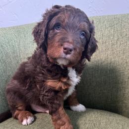 Bode Miller - male Australian Mountain Doodle puppy in Greenville, Ohio from Woodbriar Wags