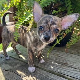 Emmet - Fawn brindled black male Chihuahua puppy in Coweta, Oklahoma from Green Country Chihuahuas
