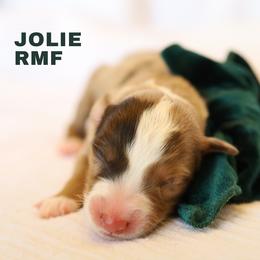 Jolie- Red Merle Female - Red merle female Miniature Australian Shepherd puppy in Nacogdoches, Texas from TK Standard, Mini, & Toy Aussies