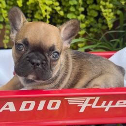 Mister Beans - Fawn male French Bulldog puppy in Ford City, Pennsylvania from DeWitt Frenchies