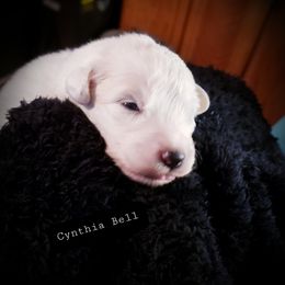 Great Pyrenees Puppies from Rusty Horse Ranch Great Pyrenees