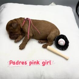 Pink Padre Girl - Apricot female Goldendoodle puppy in Roseville, California from Roseville GoldenDoodles