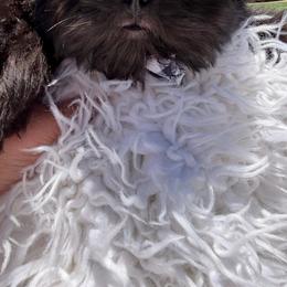Majesty - Black male Shih Tzu puppy in Coolidge, Arizona from Shih Tzu’s  ‘N’ Love