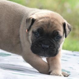 Ledger - Fawn male Bullmastiff puppy in Chickasha, Oklahoma from Rustic Lace