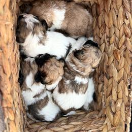 Shichon puppies from Jessica Cupp