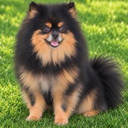 Magnolia - Toy Australian Shepherd