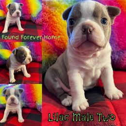 Boston Terrier Puppies from Heather's Boston Babies