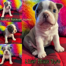 Boston Terrier Puppies from Heather's Boston Babies