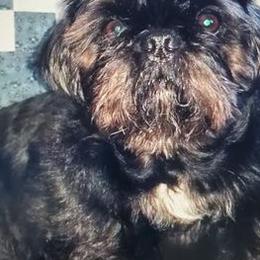 Shih Tzus from Lisa's Shih Tzus