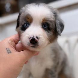 Swiss - Blue merle male Australian Shepherd puppy in Polk City, Florida from Skaky Shepherds