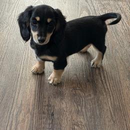Girl 2 - Black and cream female Dachshund puppy in Stuart, Iowa from Johnson Family Paws