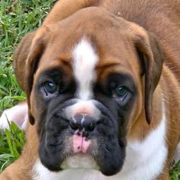 Tebow - Fawn male Boxer puppy in Rocky Comfort, Missouri from Meredith's Boxer Puppies