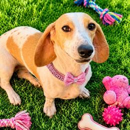 Coconut - Dachshund