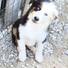 Snoop - Black tri male Miniature American Shepherd puppy in Marshfield, Missouri from Tntowne Miniature American Shepherds
