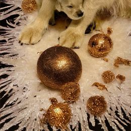 Golden Retriever Puppies from Promise Kennels