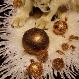 Golden Retriever Puppies from Promise Kennels