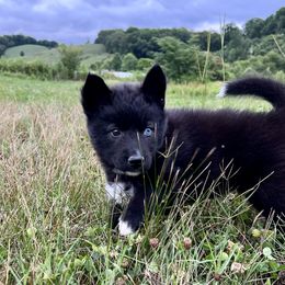 Asteria - Black Siberian Husky puppy in Delta, Alabama from Gathering Rock Siberian Huskies