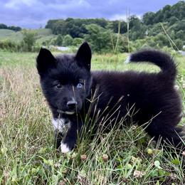 Asteria - Black Siberian Husky puppy in Delta, Alabama from Gathering Rock Siberian Huskies