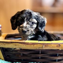 Ash (Dapple Doxiepoo) - Brindle male Companion Cross puppy in Waldron, Arkansas from Kay’s Cutie Poos