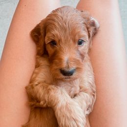 Irish Doodle Puppies from Foxrun Litters