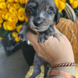 Black dapple girl - Dapple female Dachshund puppy in Payette, Idaho from NT Mini Doxies