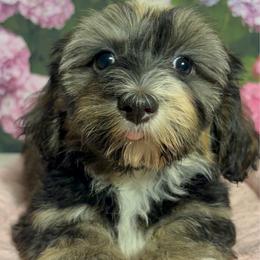 Edith - Fawn sable female Havanese puppy in Clermont, Florida from Country Sweet Havanese and Creative Coaching