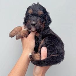 Eden - Black tri-color female Aussiedoodle puppy in Orland, California from Shockley’s Elite Doodles